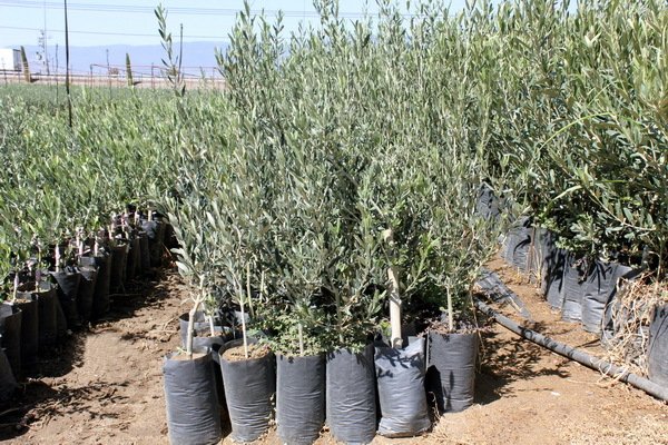 Gemlik Zeytin Fidanı 2 yaş